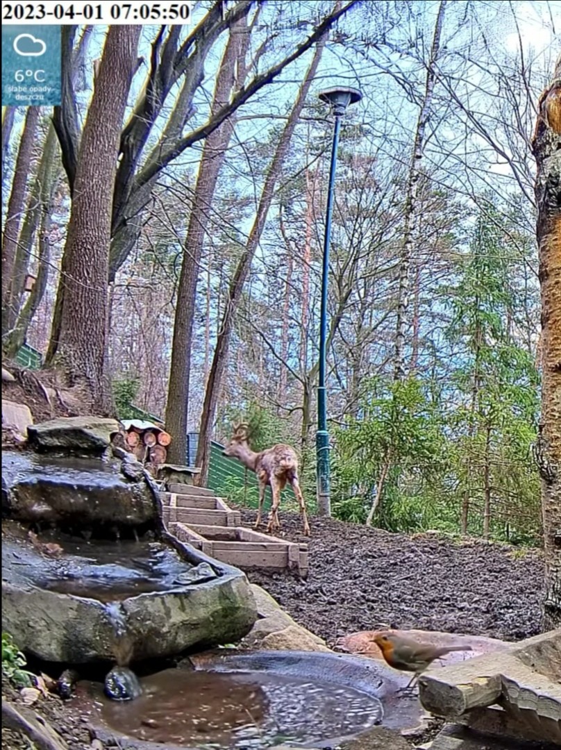 livebirdspoland_56d7b323b4f4ee3621e9425d6f095f9f.jpg