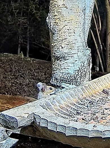livebirdspoland_2b881f66098a37be6ad2a09c50ab5a4f.jpg