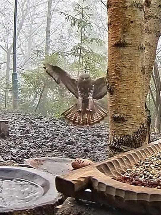 livebirdspoland_5e01afd0685c97cc06383c3e9e5b923b.jpg