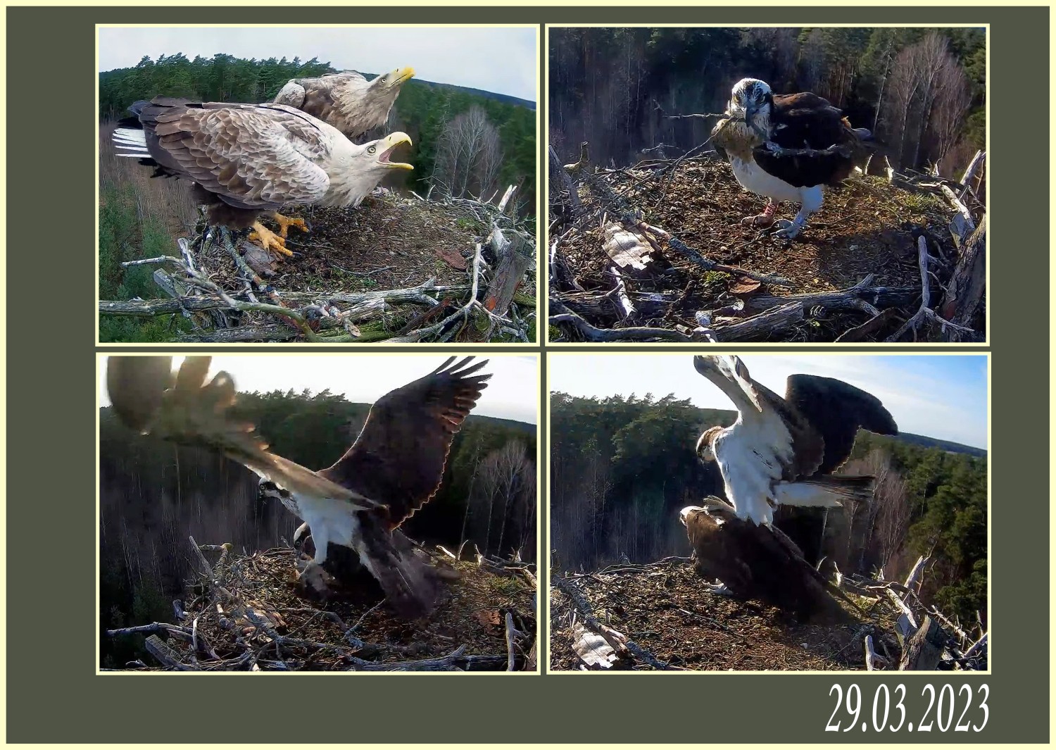 livebirdspoland_fb9e8bea8c82a113a3a636261b465d4f.jpg
