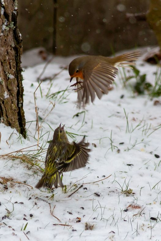 livebirdspoland_4dbad9b44ebe6bf32adfdeb09cf7fddb.png