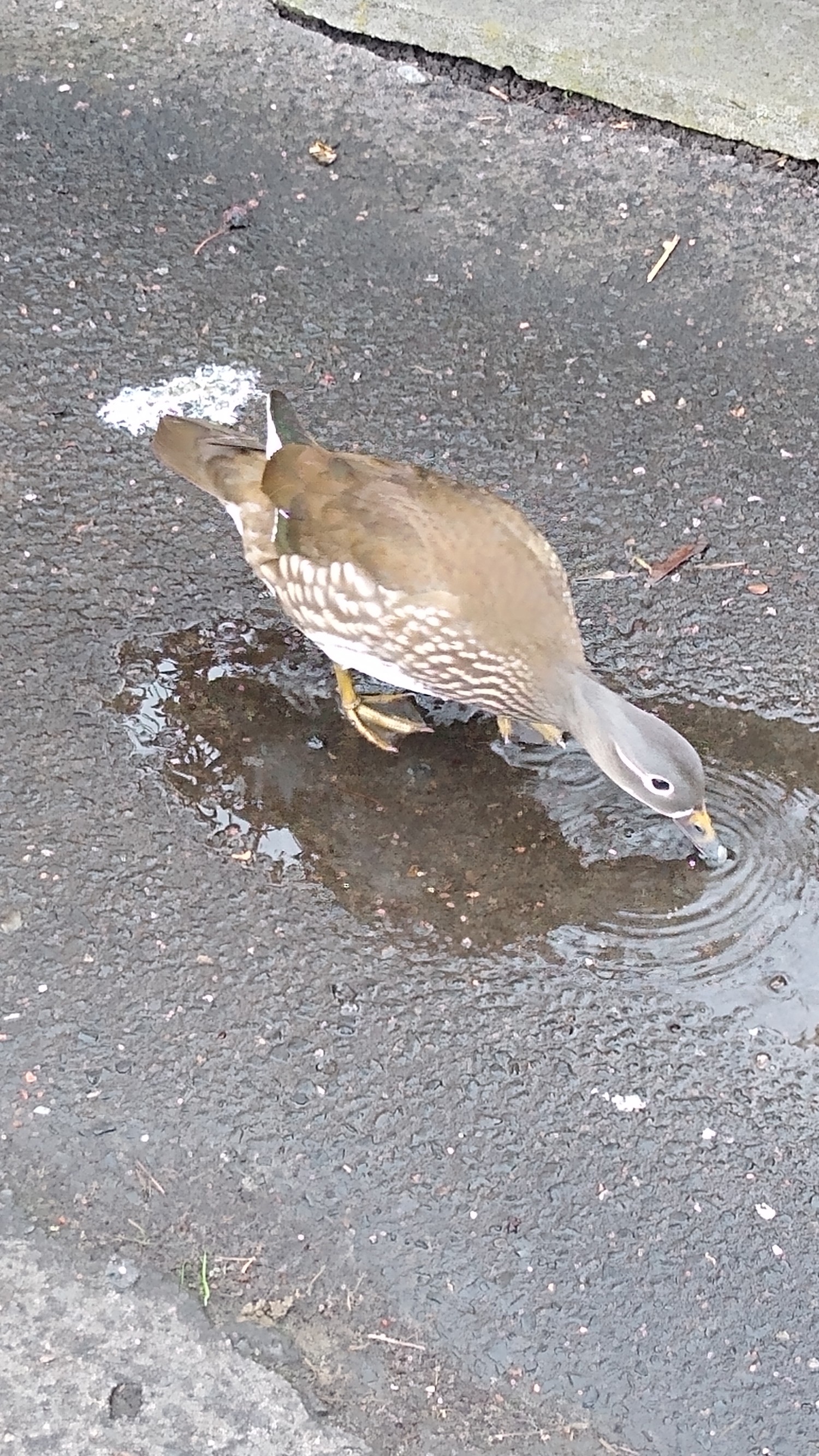 livebirdspoland_50556b7f57dce6ab10cc5865fe7203c3.jpg
