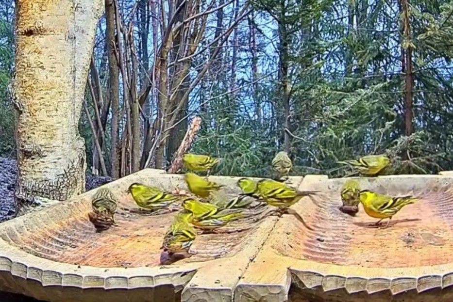 livebirdspoland_48de6da62b4f570a8ce6bb1d1bef14a4.jpg