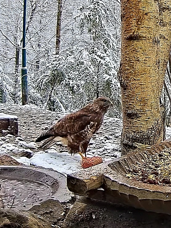 livebirdspoland_5e9f54cb5631087cd4c969297daa3ecf.jpg