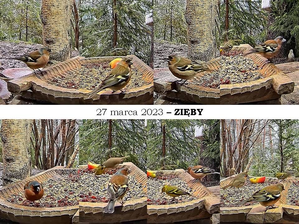 livebirdspoland_0bb0a85e859c0aa0ba689bce51bb33cb.jpg