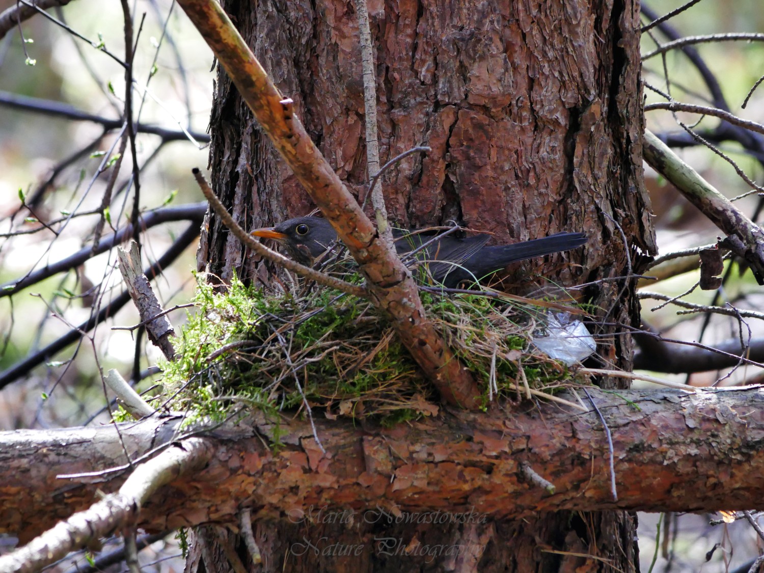 livebirdspoland_ec25f395331d13cdfc57ba3d7ad1b1e0.jpg