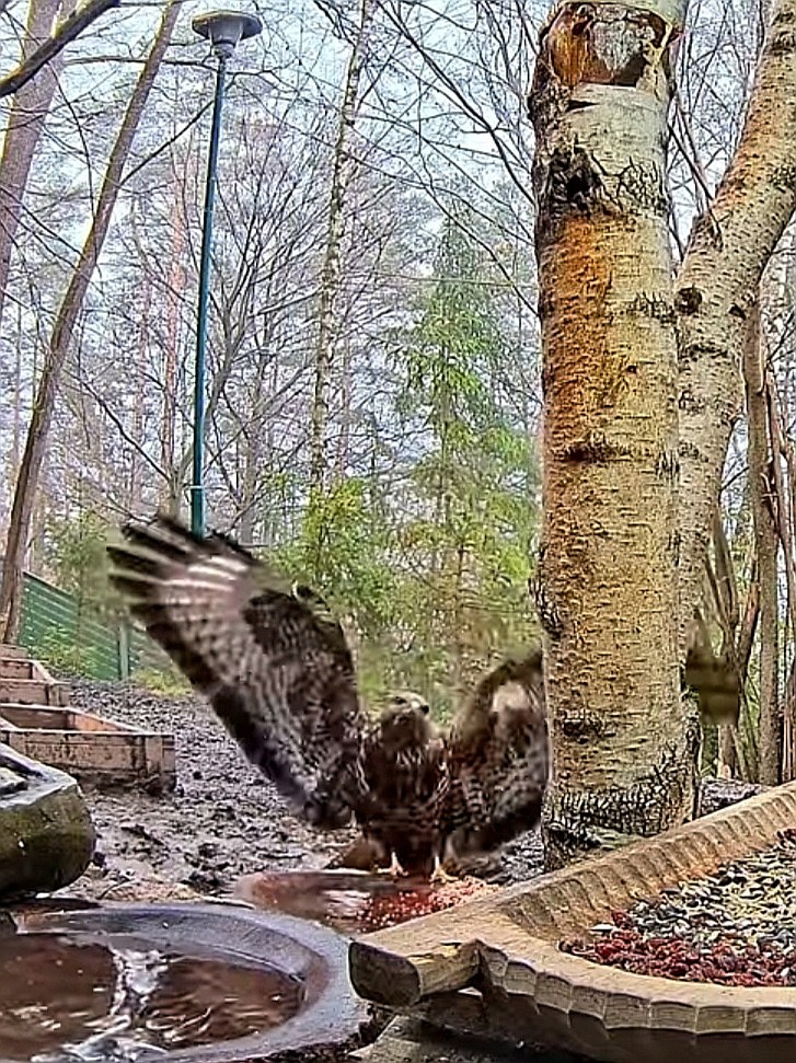 livebirdspoland_0e73d5fe75e8e3c5e98731c2ddf1396c.jpg