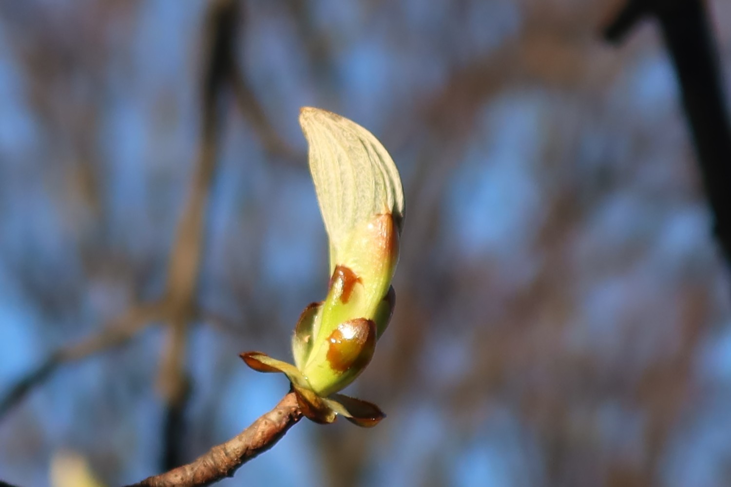 livebirdspoland_f75a2b809e8b62bad249750f88aac0f9.jpg
