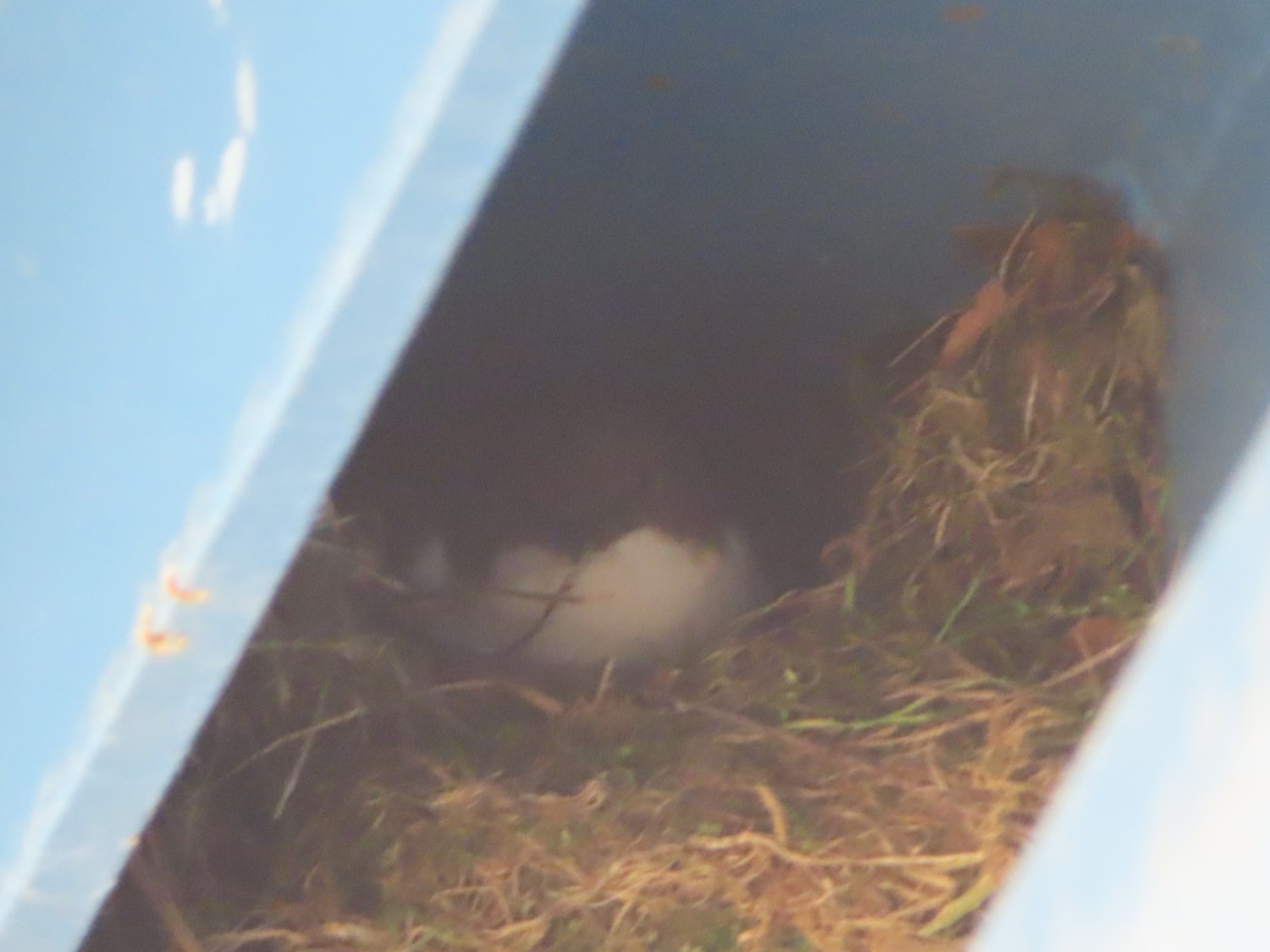livebirdspoland_1e964024040ee0217326e4908da96184.jpg