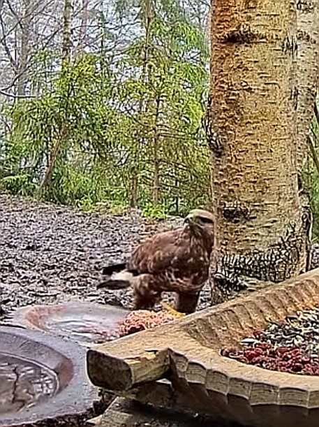 livebirdspoland_e445b737adbb6e75168719b14b1e1131.jpg
