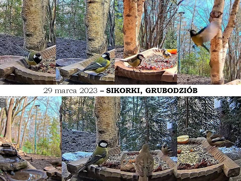 livebirdspoland_1e674db784d3e3930613bb8930541702.jpg