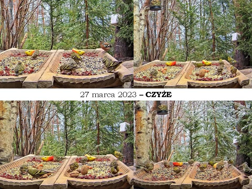 livebirdspoland_df394d7e0fb5cc06bd0c75f22326cc62.jpg