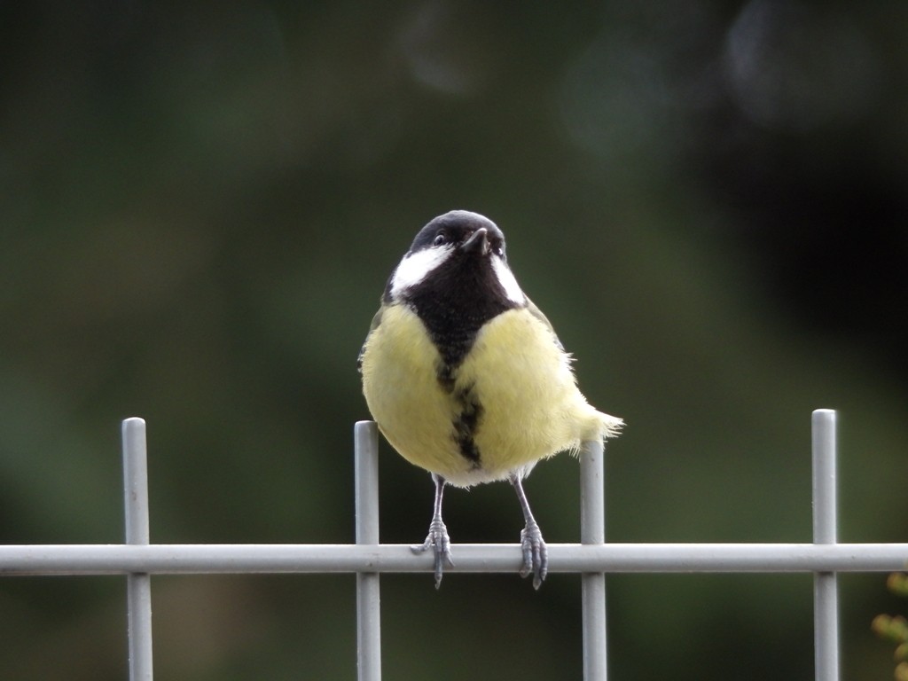 livebirdspoland_7788c3866b822902506920d129c7b847.jpg