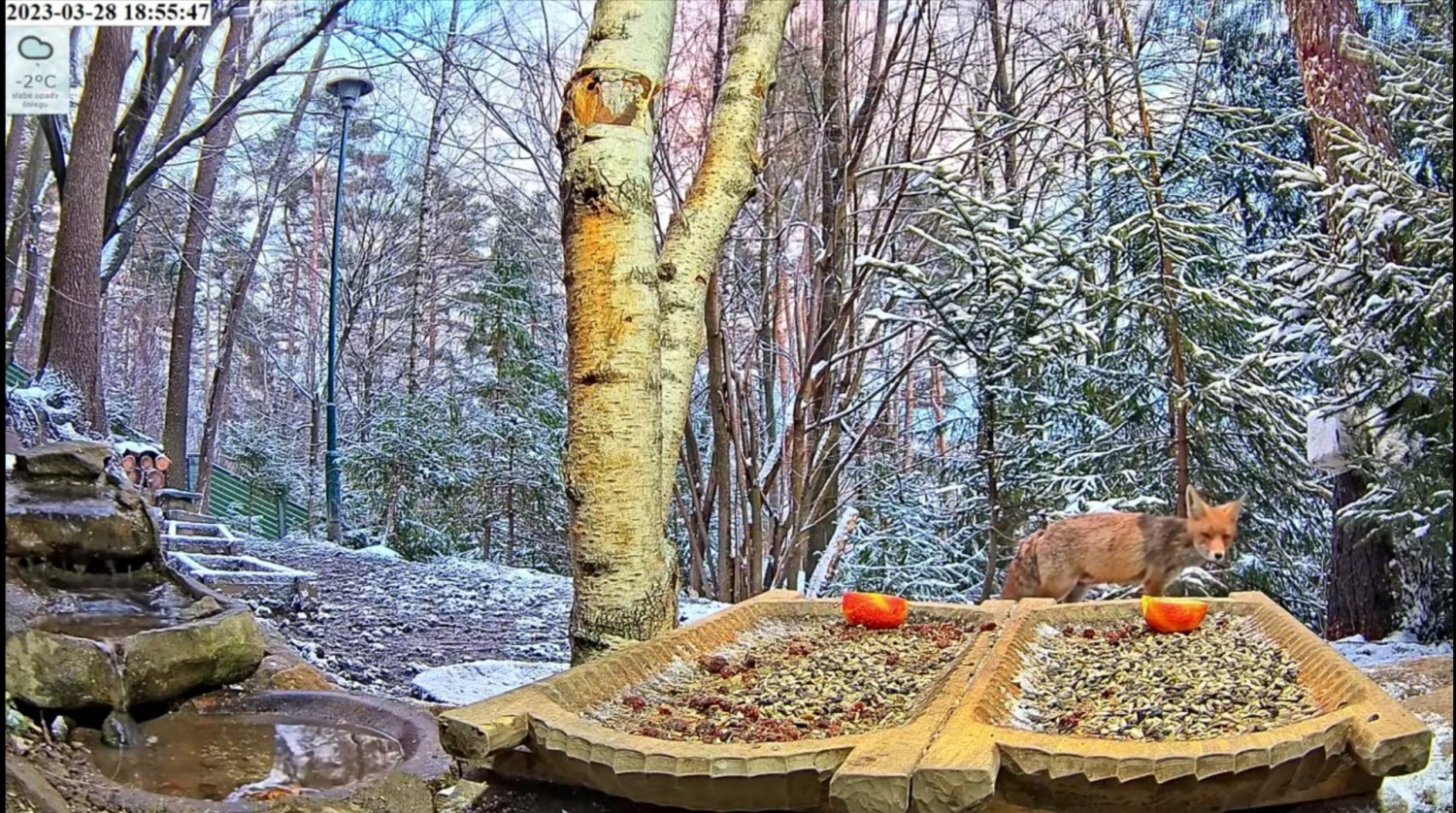 livebirdspoland_00ac05b360c5f6f8344f0acbd8437779.jpg