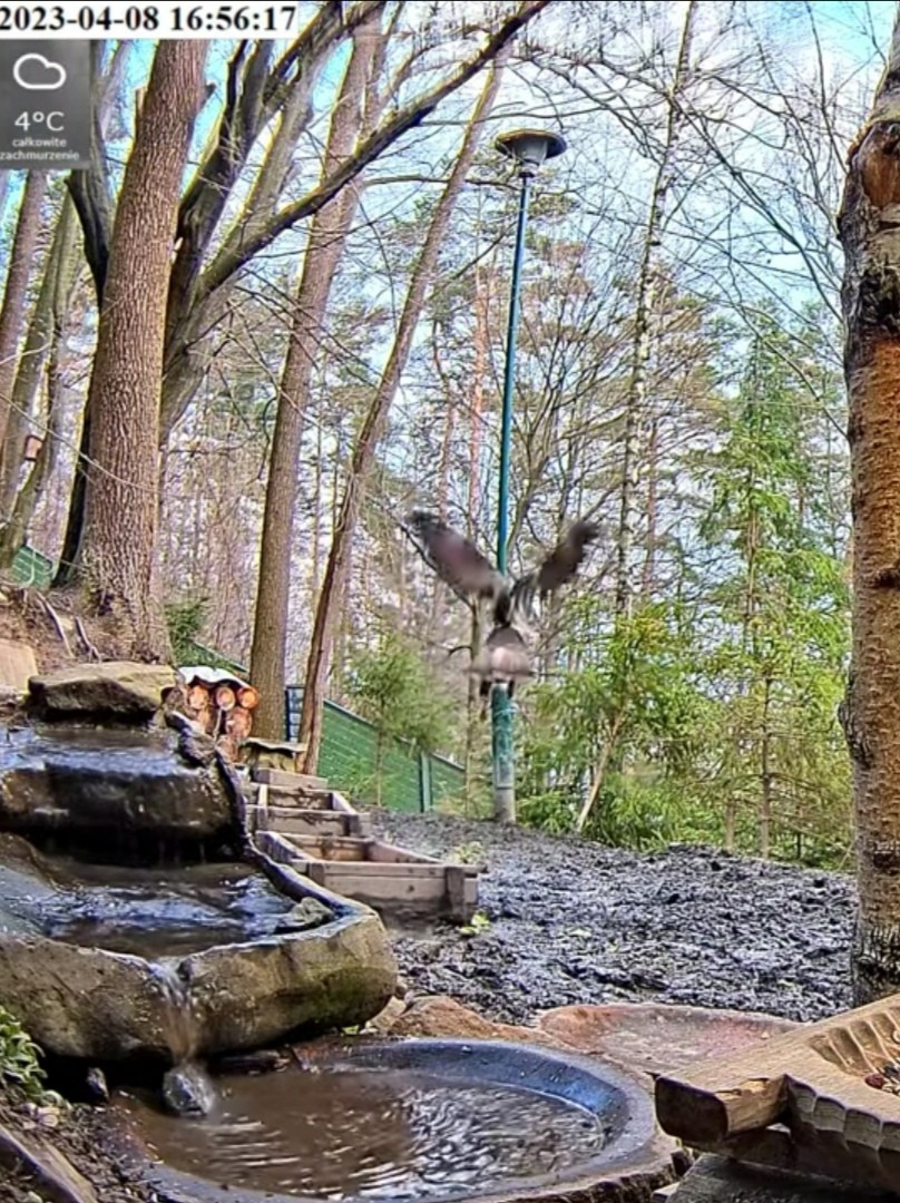 livebirdspoland_572ee0d1d58b2047e15513fbb56c23d8.jpg