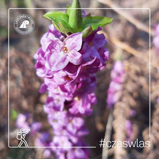livebirdspoland_1a1baa203f291394d3b1d8d1eb67a999.png