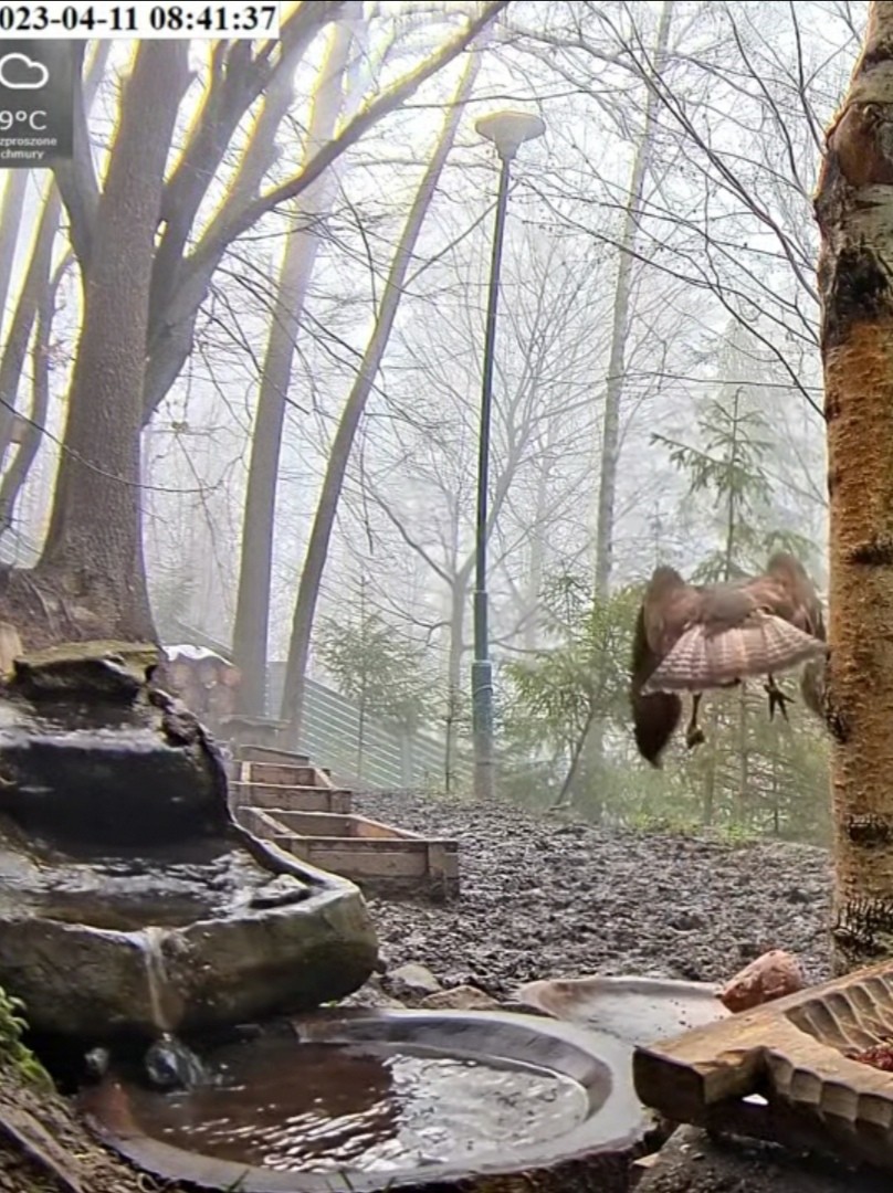 livebirdspoland_a26dbec1df95b58711e821a5eec2f51d.jpg