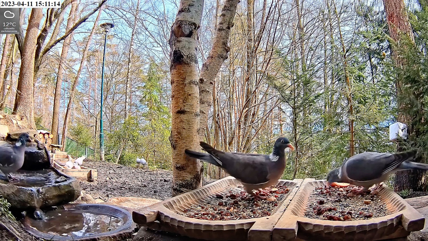 livebirdspoland_2461f6f4ca60433152e2fbcfe6ff9e5d.jpg