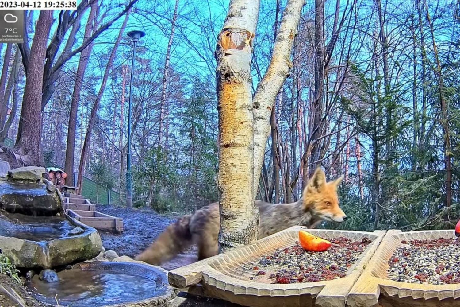 livebirdspoland_b8e596038bc546b0ec35f8d7db66d944.jpg