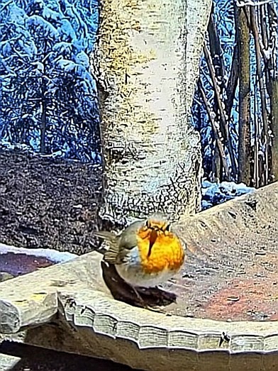 livebirdspoland_d237005213e2b72f10083f01515ec1ec.jpg