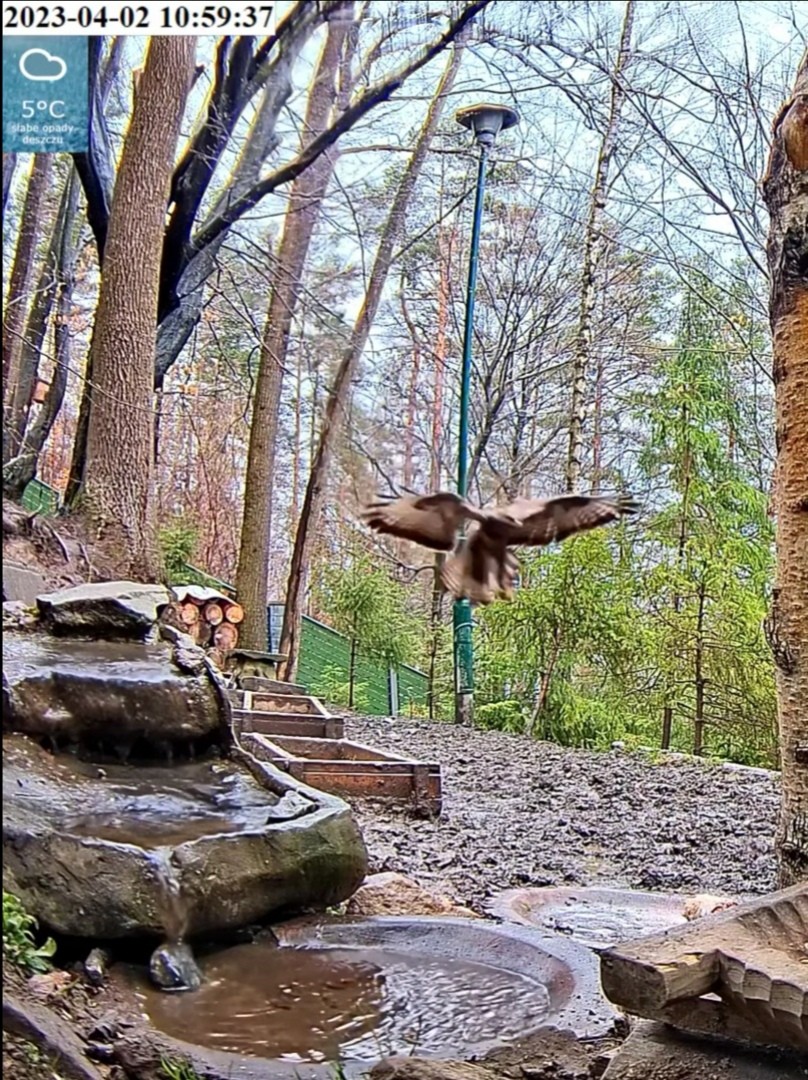 livebirdspoland_7bcf1d9d7c6c8aa8692a61ce488e2f49.jpg