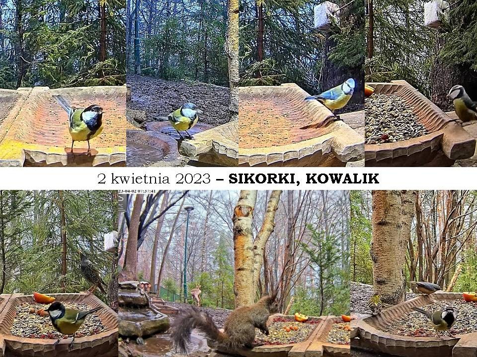 livebirdspoland_8b241b0a38f7d4982593d8f26cc20ba4.jpg