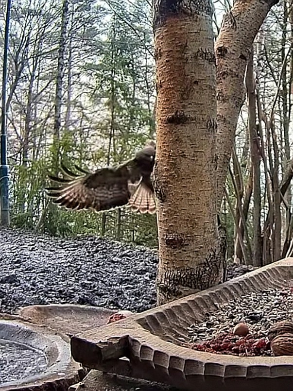 livebirdspoland_df166076a53ee5ff64340b3acf2fcd1e.jpg