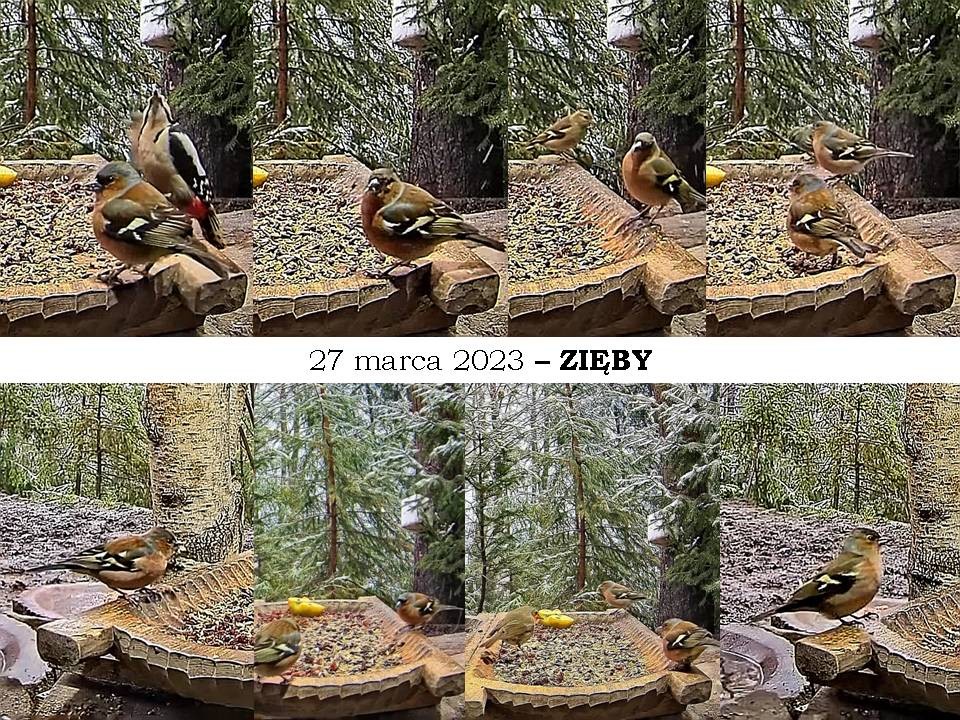 livebirdspoland_ad98704046336eec191179c8006c248e.jpg
