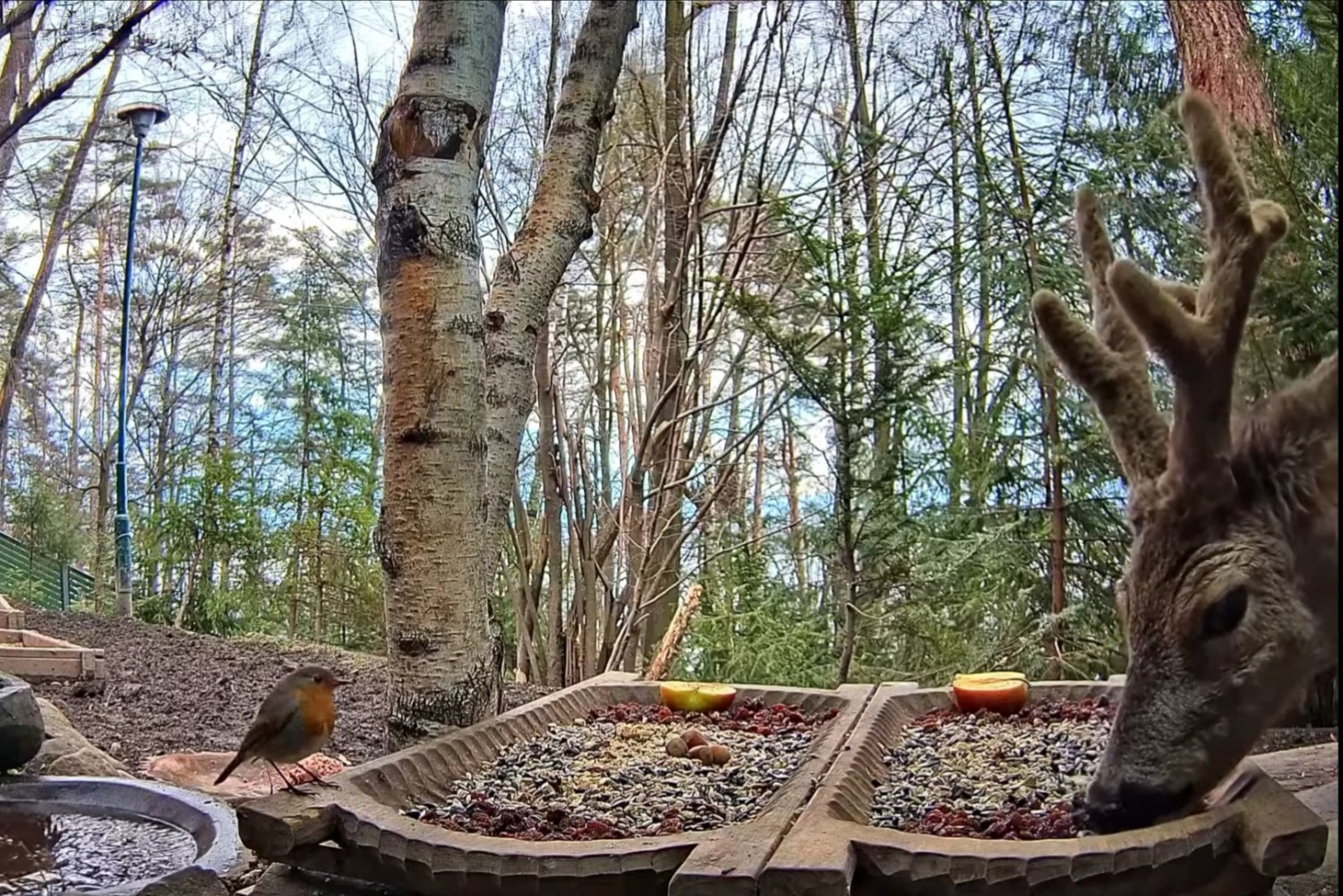 livebirdspoland_b0f535c1aff59ac18823c3c9272d9cff.jpg