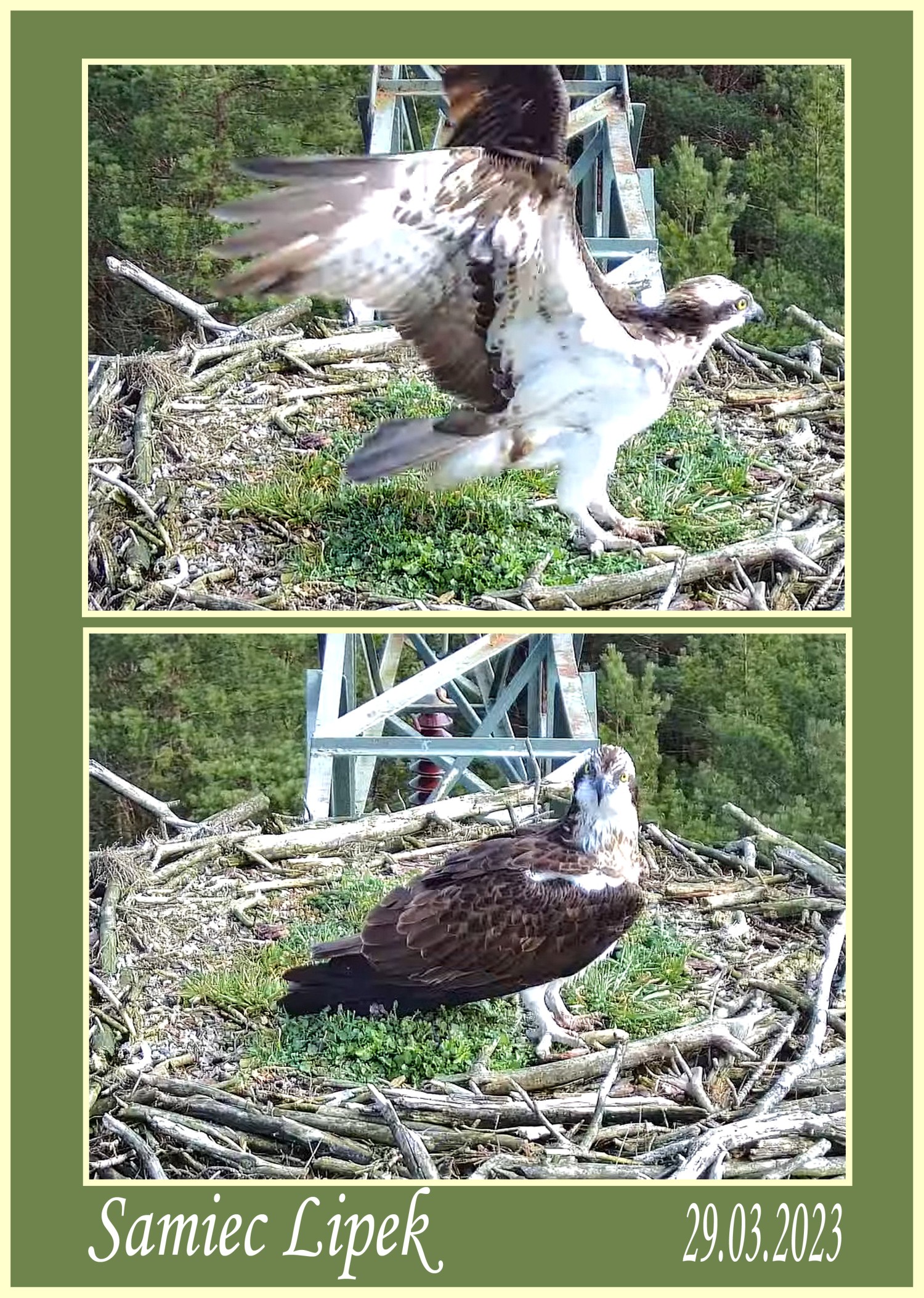 livebirdspoland_830aae0fa2ed79c0ee9dda632d2d7553.jpg