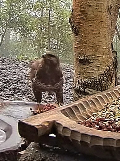 livebirdspoland_9d63459ef755116fef80b963742754e0.jpg