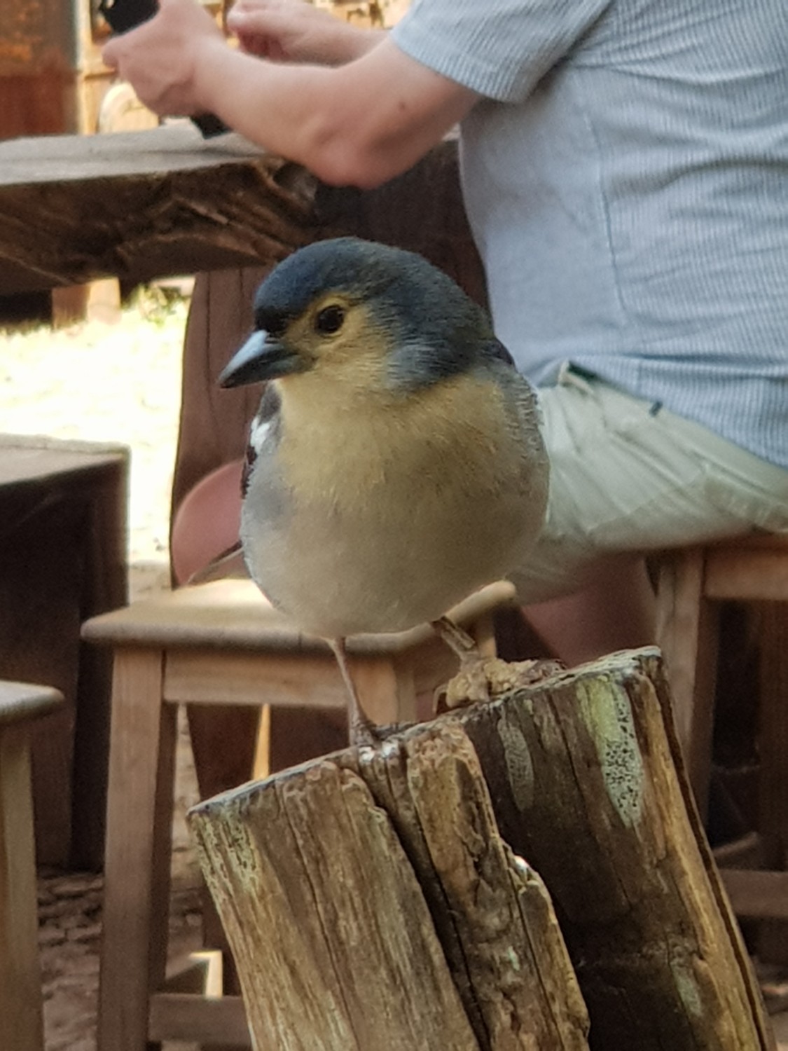 livebirdspoland_516784bbbdf21091116d37f6f4d40511.jpg
