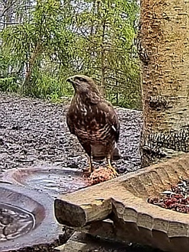 livebirdspoland_d29179657db1b88e2b257d0a56bd44dc.jpg