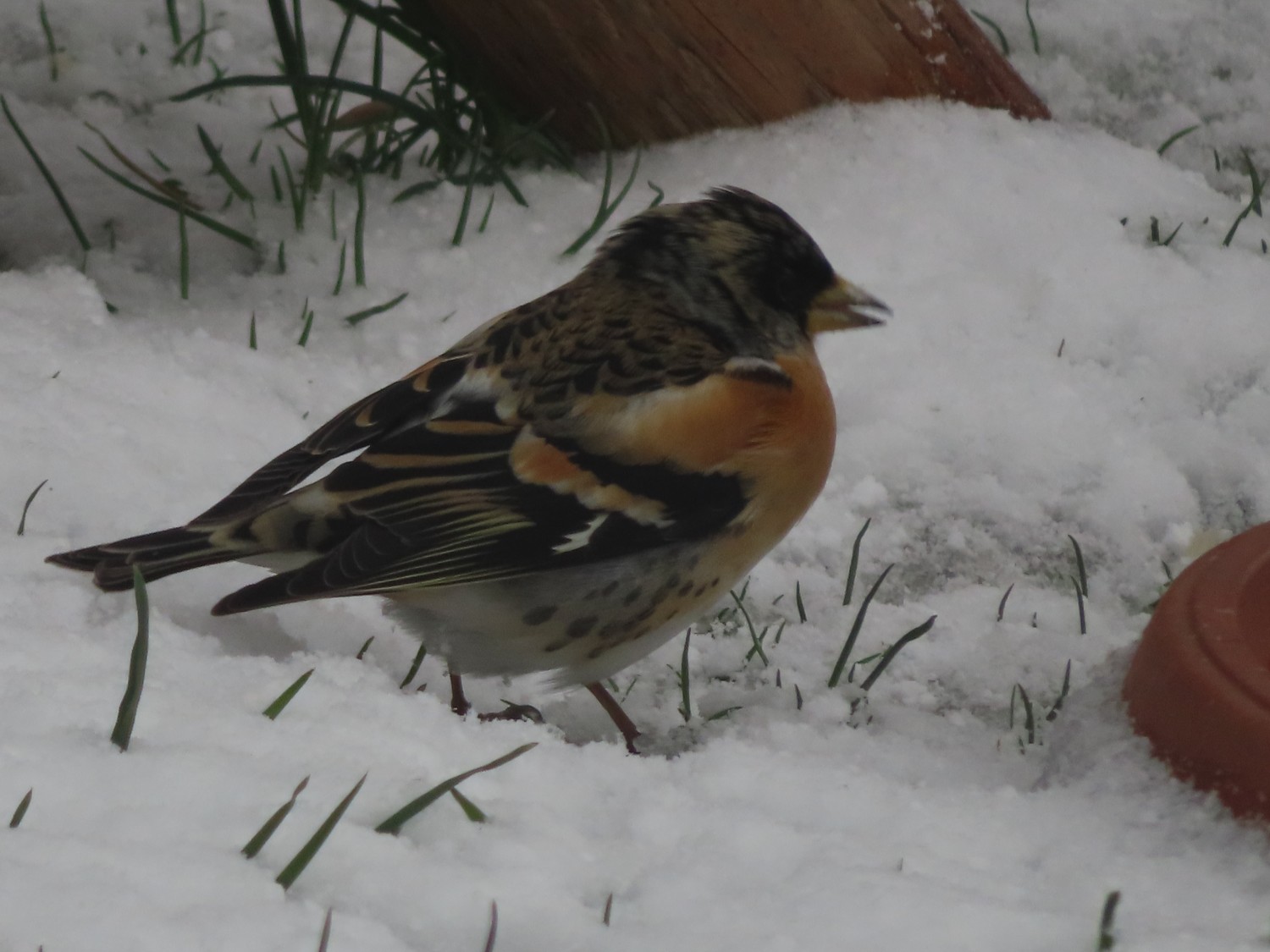 livebirdspoland_a65c8183d7bc4ea99708e44874fb00d8.jpg