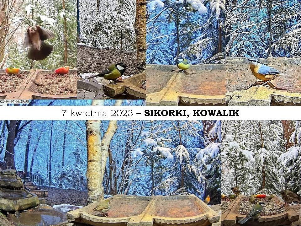 livebirdspoland_dfe2f6ceb4e2649641e3b7e5e6568864.jpg