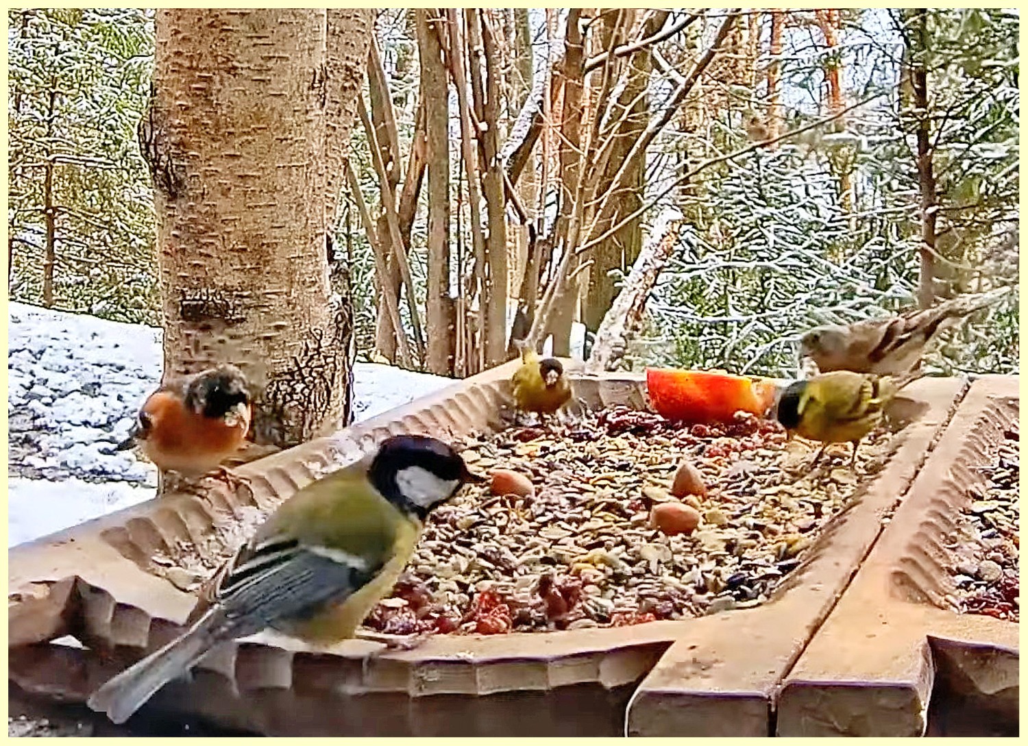 livebirdspoland_2173f8bfe2f4c363c588a796ef053a0e.jpg