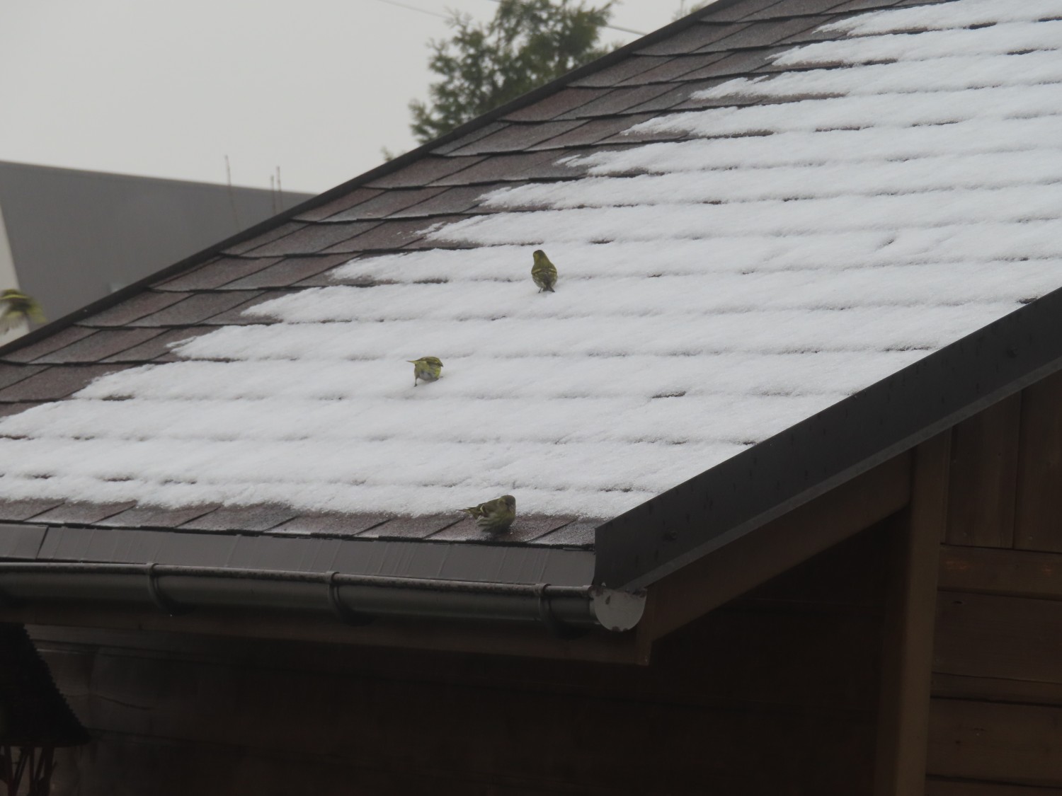 livebirdspoland_156c92156332186891a4876474cccdd8.jpg