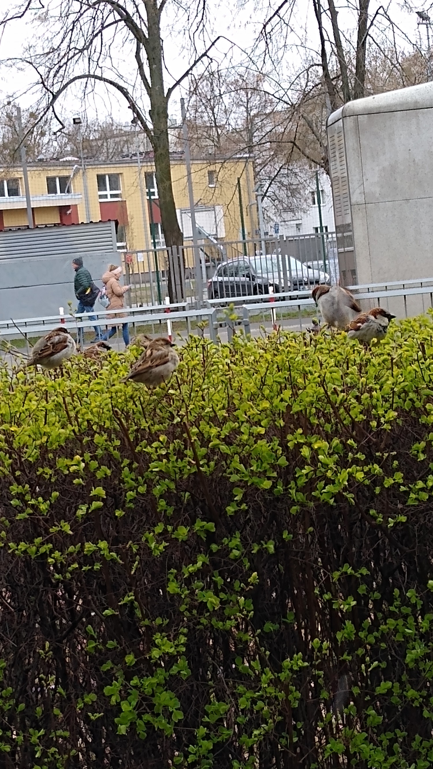 livebirdspoland_0f28fecf81c99e4793c182aa315f02d0.jpg