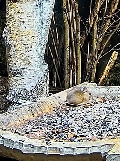 livebirdspoland_73296461850fcf4c819d124e51d27e67.jpg