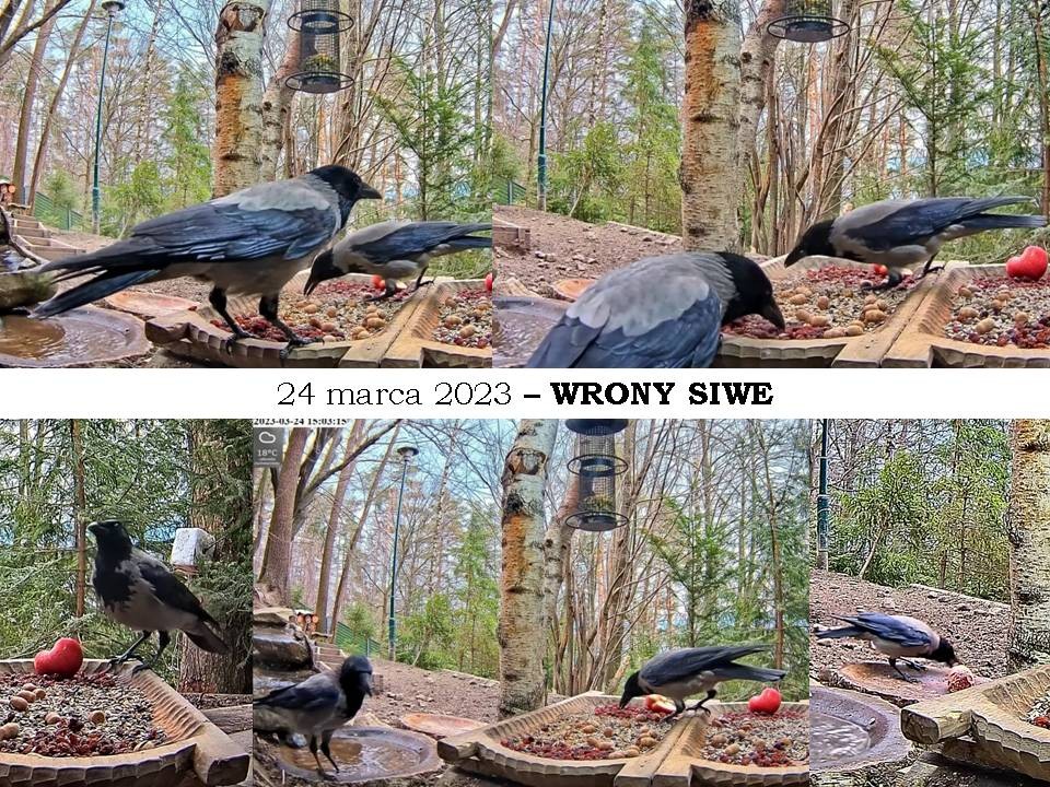 livebirdspoland_c9d24cb1ea1b36ed0b8aa74691a492c5.jpg
