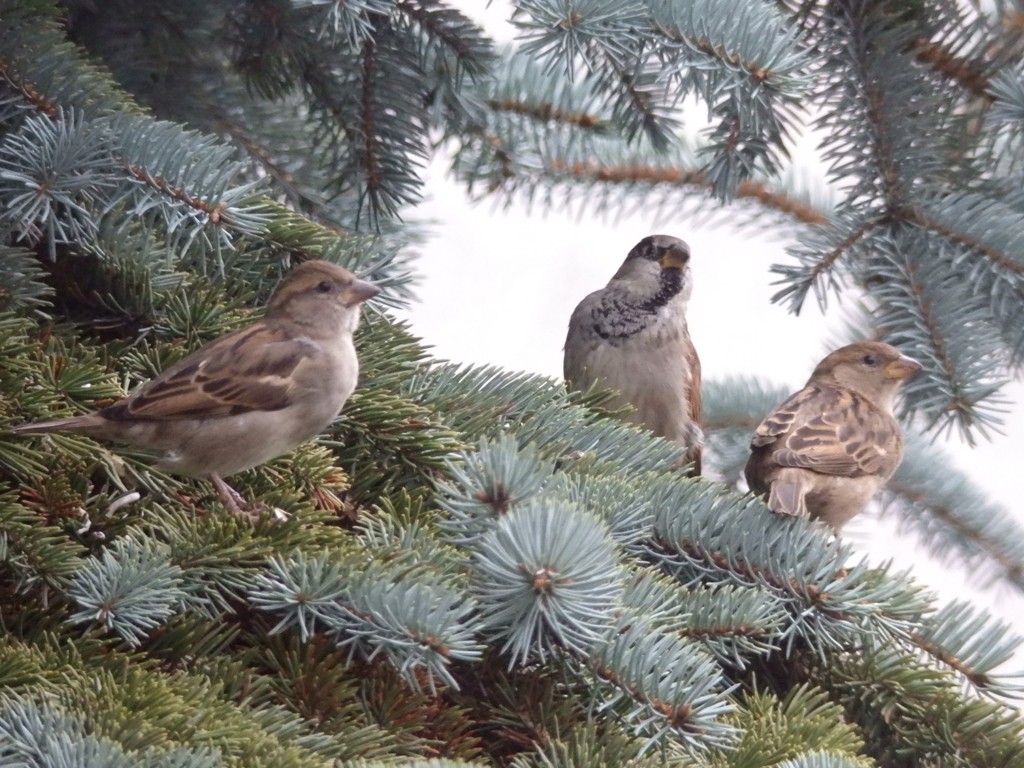 livebirdspoland_c90477c4e08175475fbc4b8f88bb855f.jpg