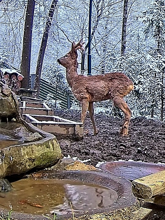livebirdspoland_a2574d9364d19c62094ef78c38521751.jpg