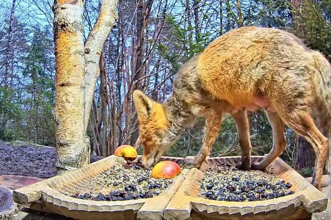 livebirdspoland_72f9ec54bf54d6b303ec728cd8c75595.jpg