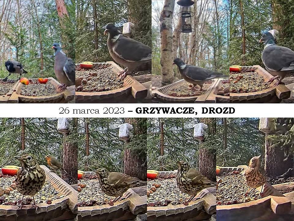 livebirdspoland_d7ade29cd5faaa4ab6c0c78db87d6ce0.jpg