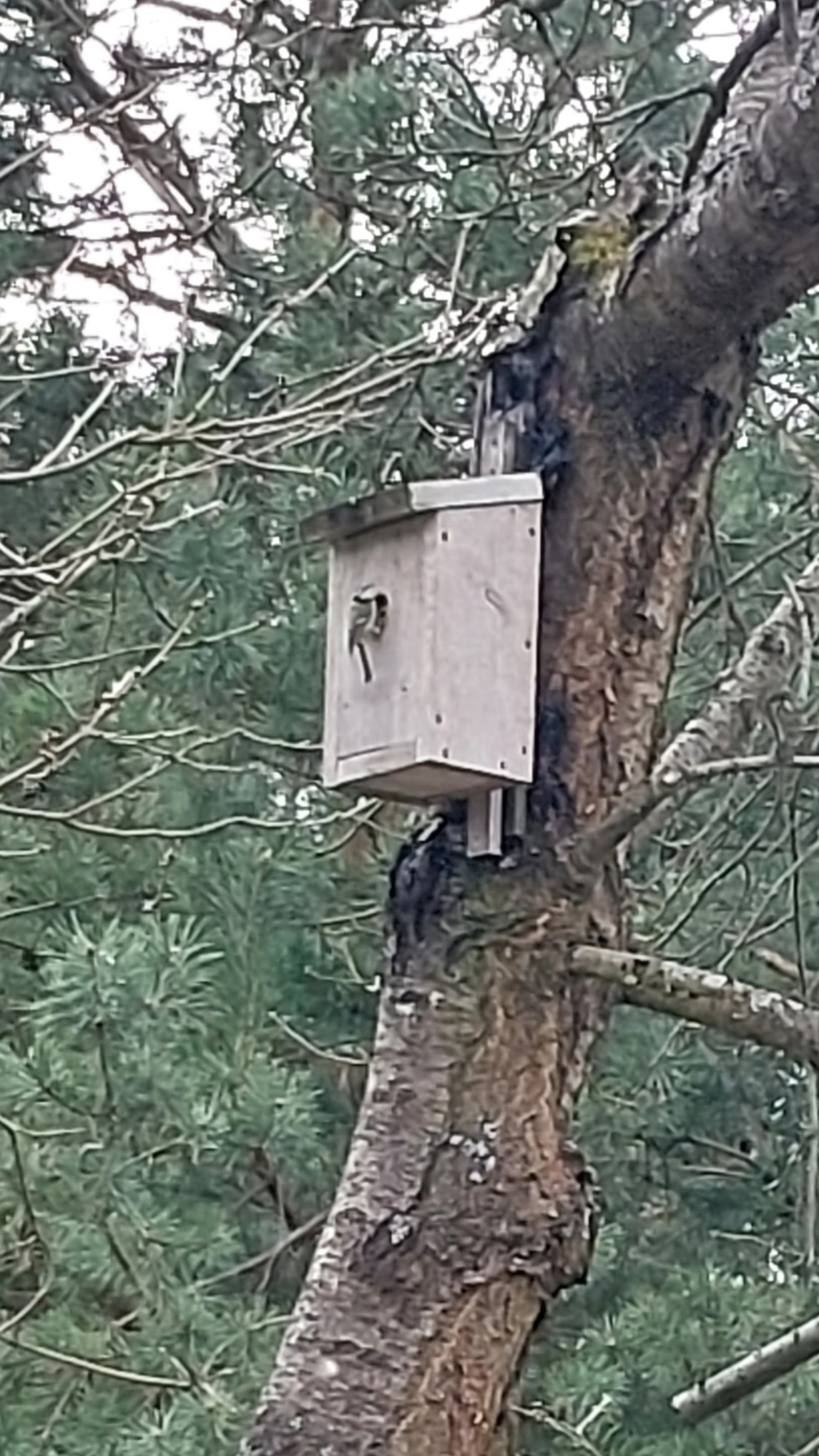 livebirdspoland_8a4e57c7d81428cc90aa33c73b88ae45.jpg
