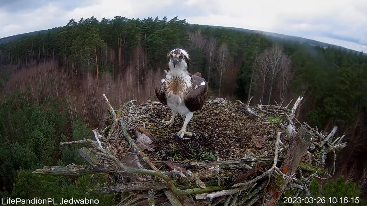 livebirdspoland_ce4dfbdc411da611ae543fd174ccd999.png