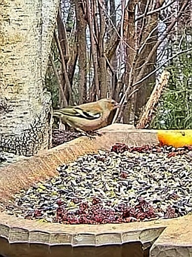 livebirdspoland_b37bd1cdeefc20e4ca1352f2bb5403ea.jpg