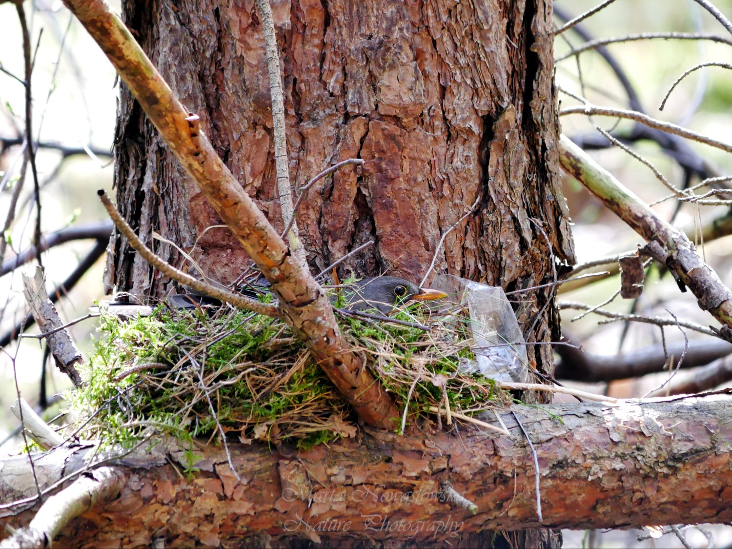 livebirdspoland_7402b971538372b006e162797eca4113.jpg