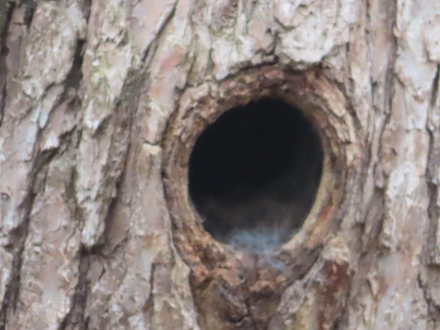 livebirdspoland_08925f3b09f777d627ce9f6ac3a1c5a7.jpg
