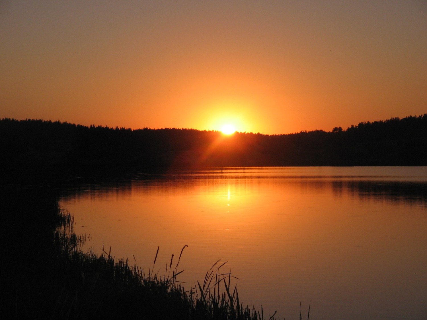 livebirdspoland_25f1d33d1babb57fd473d062bd6003aa.jpg